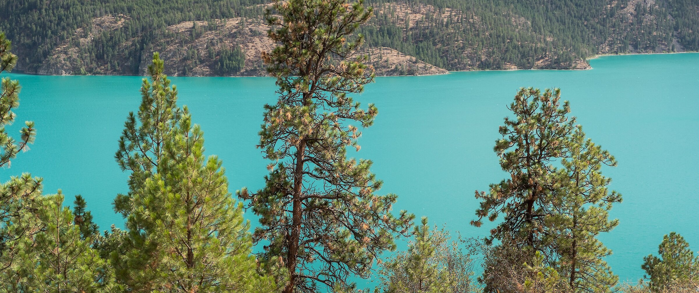 Tall Ponderosa pine trees along a dry grassy slope overlooking the bright turquoise waters of Kalamalka Lake at the Okanagan Gondola