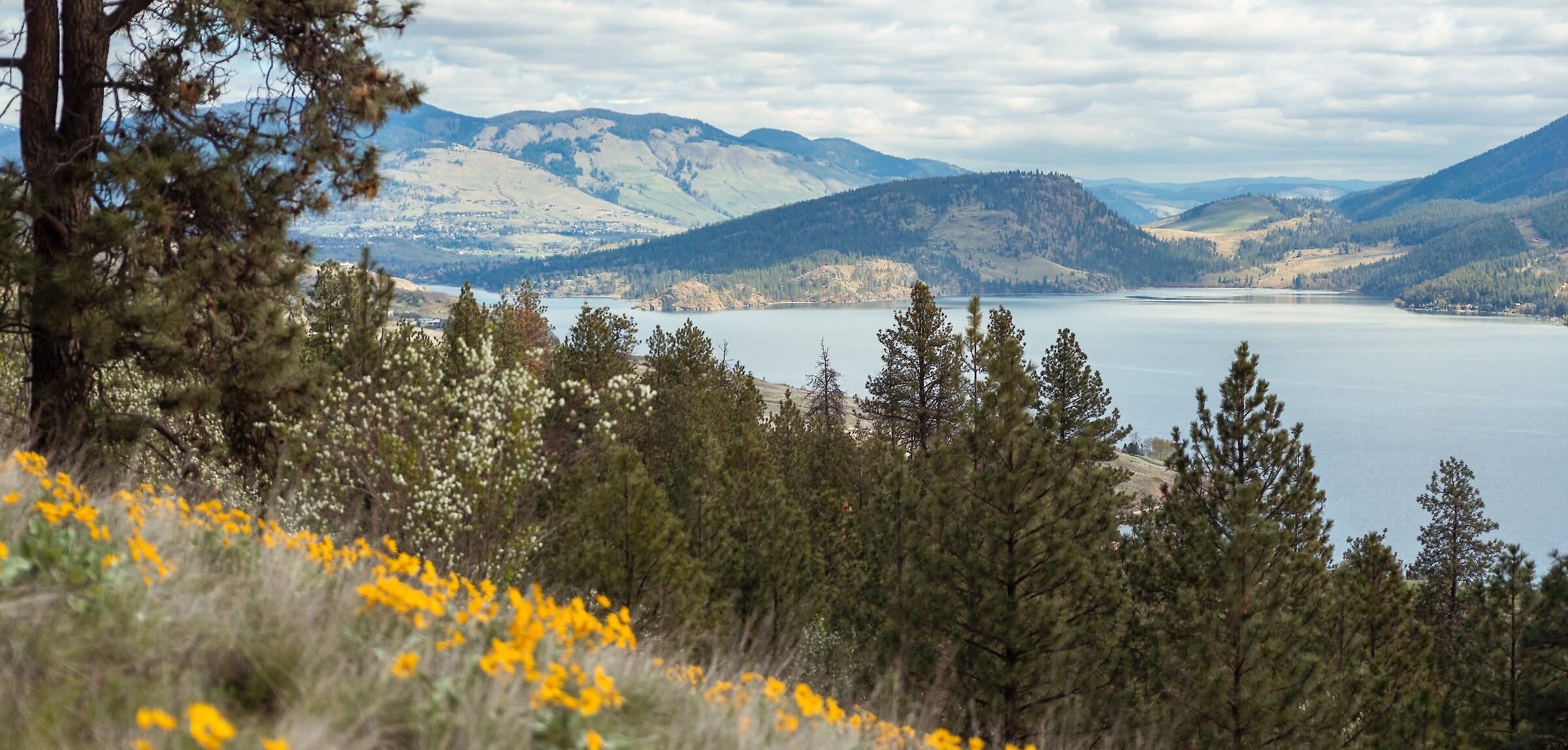 Mid-mountain scenic view of Kalamalka Lake framed by yellow wildflowers, pine trees, and rolling hills at the Okanagan Gondola