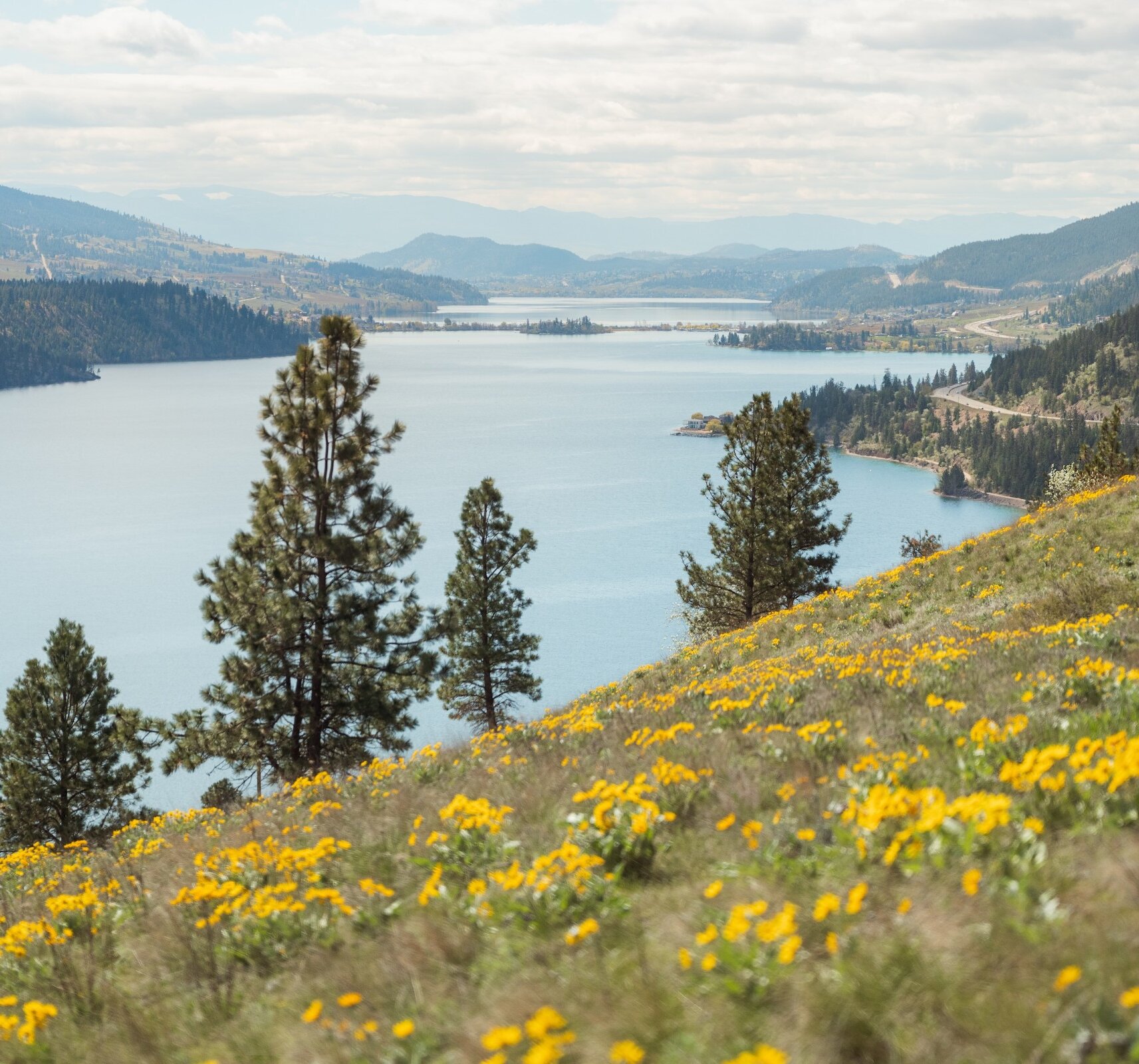 Sloping hillside covered in yellow wildflowers looking down at Kalamalka Lake and surrounding mountains from the Okanagan Gondola