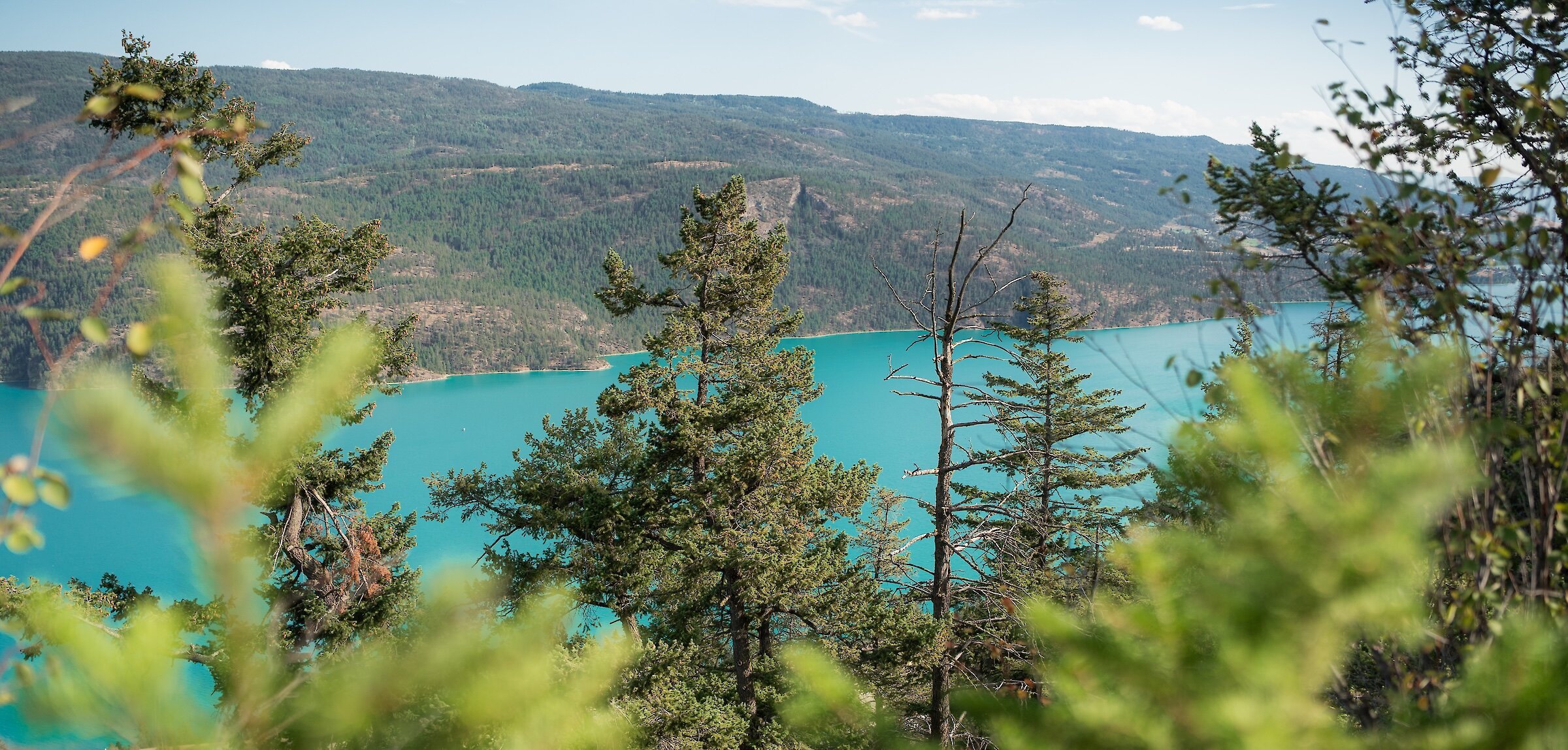 View of the bright blue waters of Kalamalka Lake framed by lush evergreen foliage from a forest lookout at the Okanagan Gondola
