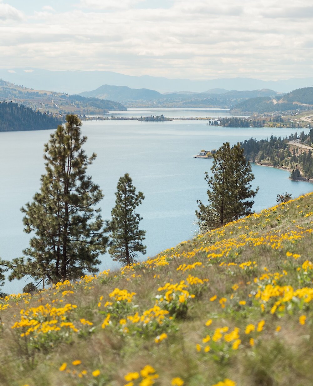 Sloping hillside covered in yellow wildflowers looking down at Kalamalka Lake and surrounding mountains from the Okanagan Gondola