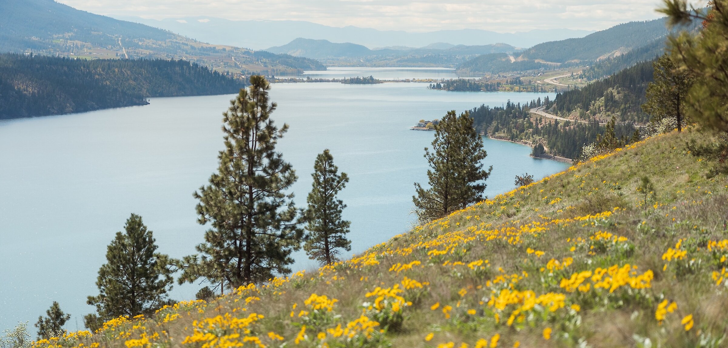 Sloping hillside covered in yellow wildflowers looking down at Kalamalka Lake and surrounding mountains from the Okanagan Gondola