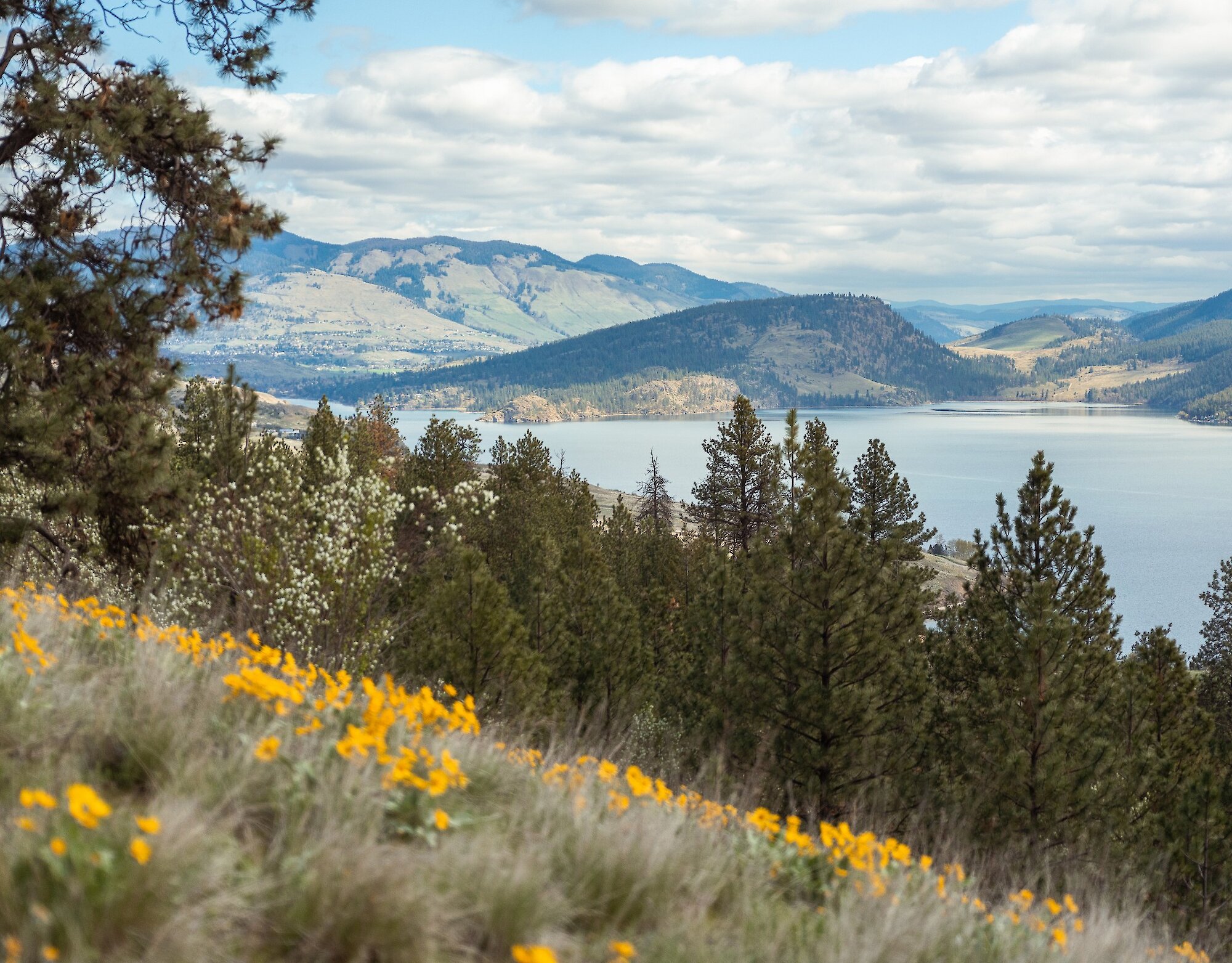 Mid-mountain scenic view of Kalamalka Lake framed by yellow wildflowers, pine trees, and rolling hills at the Okanagan Gondola