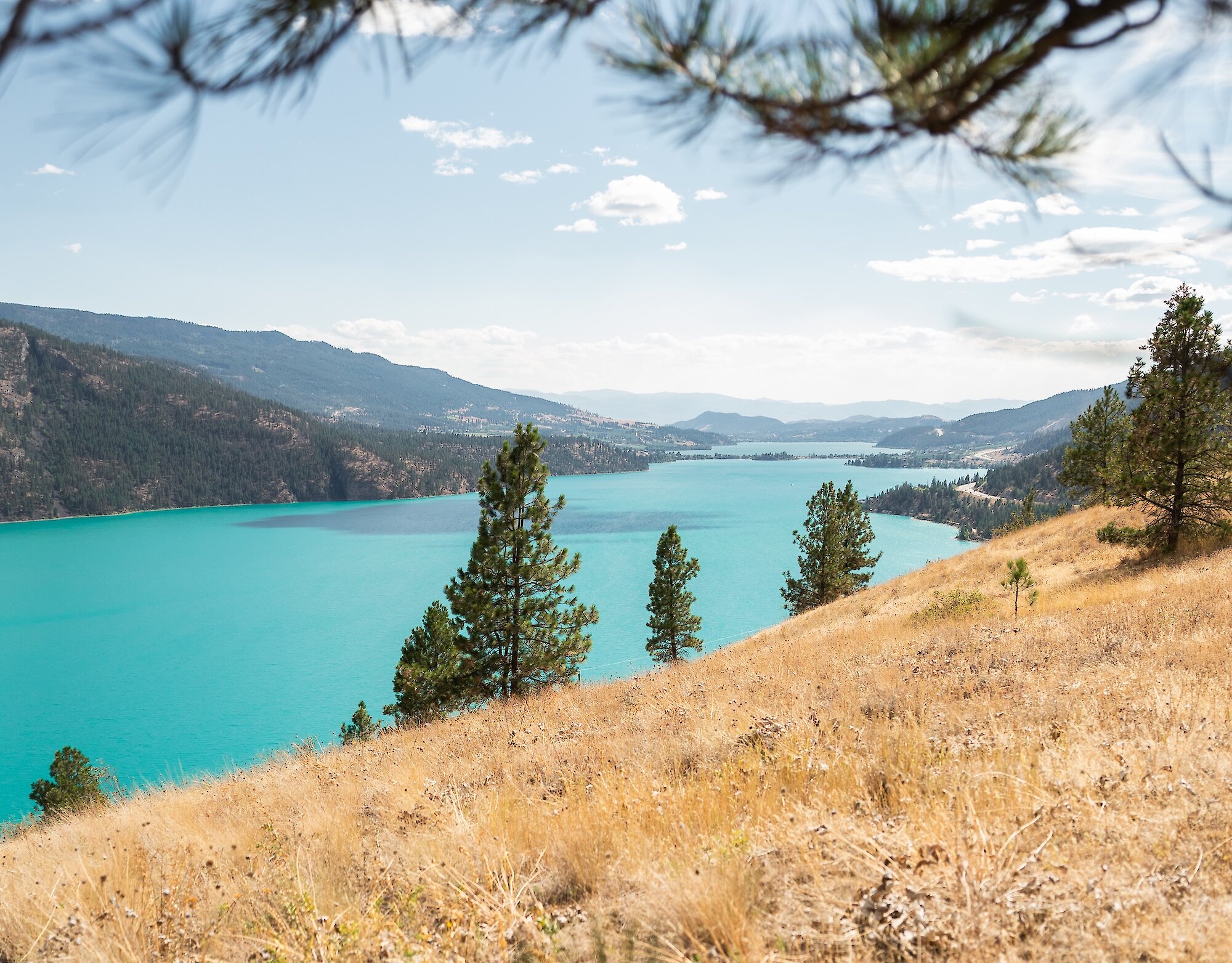View of Kalamalka Lake's turquoise waters through pine tree branches above a golden grassy mountain slope at the Okanagan Gondola.