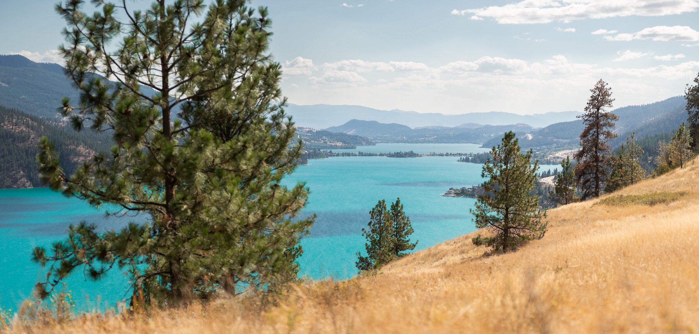 Golden grassy mountain slope with pine trees overlooking the turquoise waters of Kalamalka Lake at the Okanagan Gondola