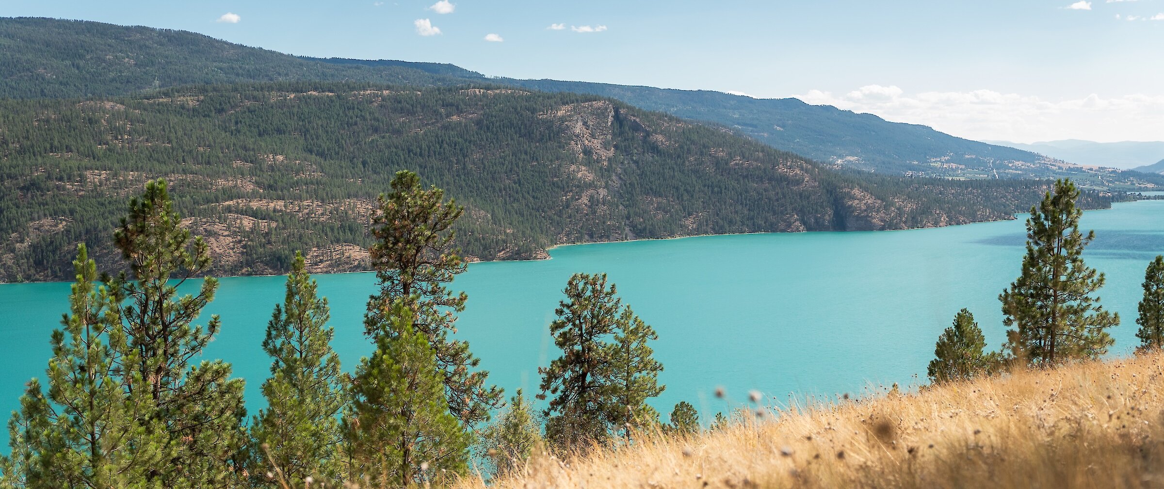 View of the vibrant blue waters of Kalamalka Lake framed by pine trees and golden dry grass along a mountain ridge at the Okanagan Gondola.