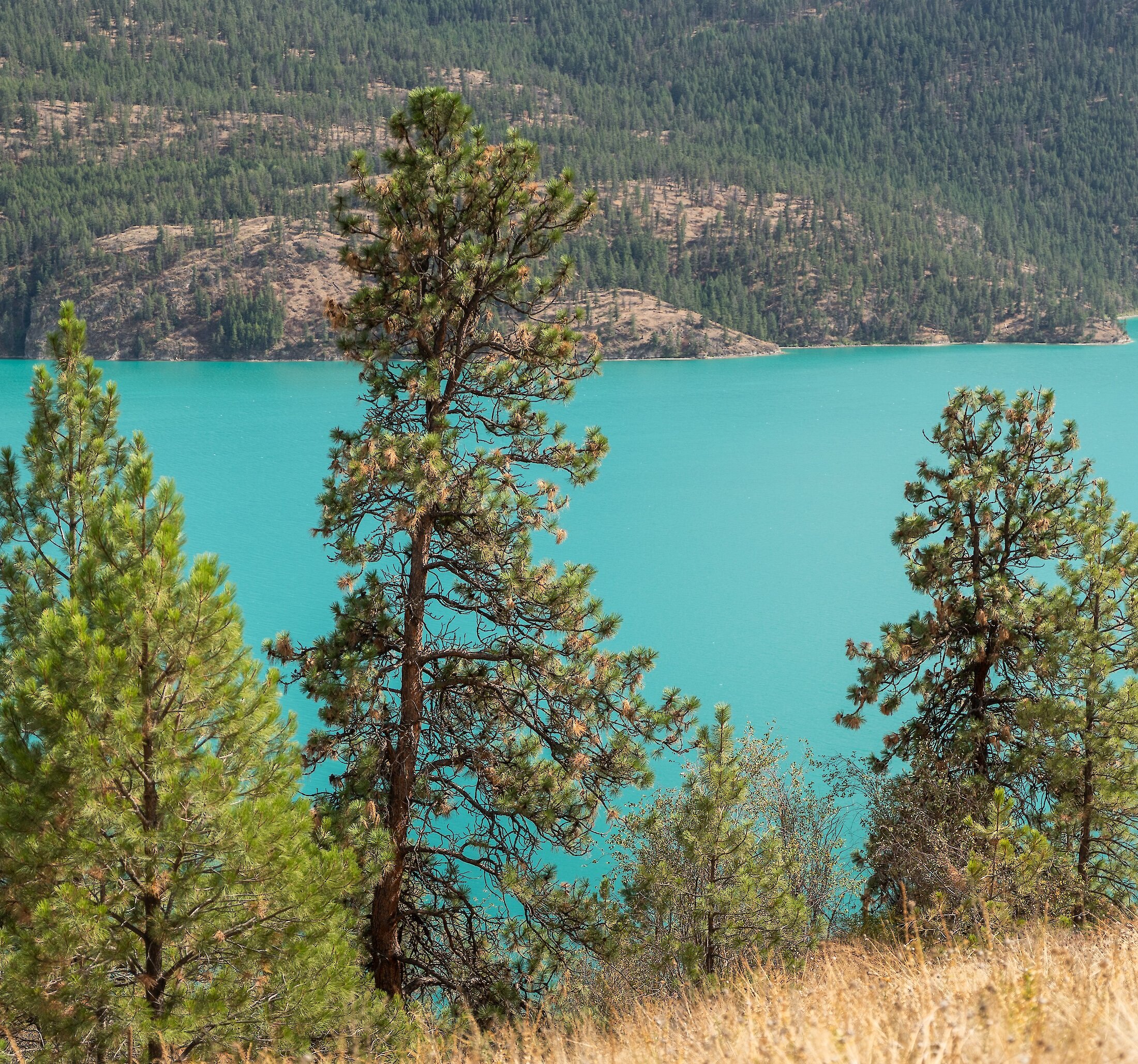 Tall Ponderosa pine trees along a dry grassy slope overlooking the bright turquoise waters of Kalamalka Lake at the Okanagan Gondola