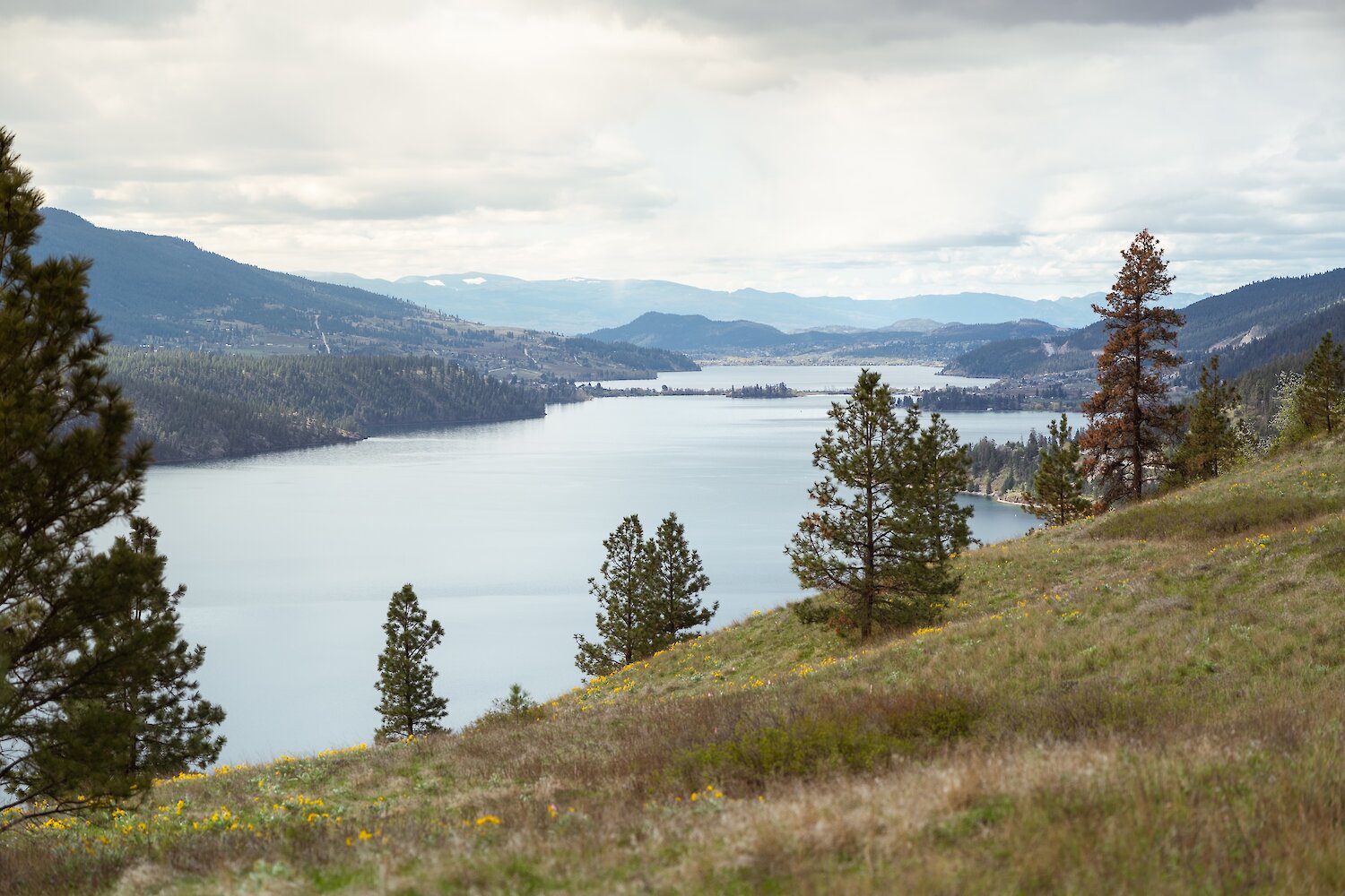 Grassy mountain hillside with pine trees looking out over expansive views of Kalamalka Lake at the Okanagan Gondola