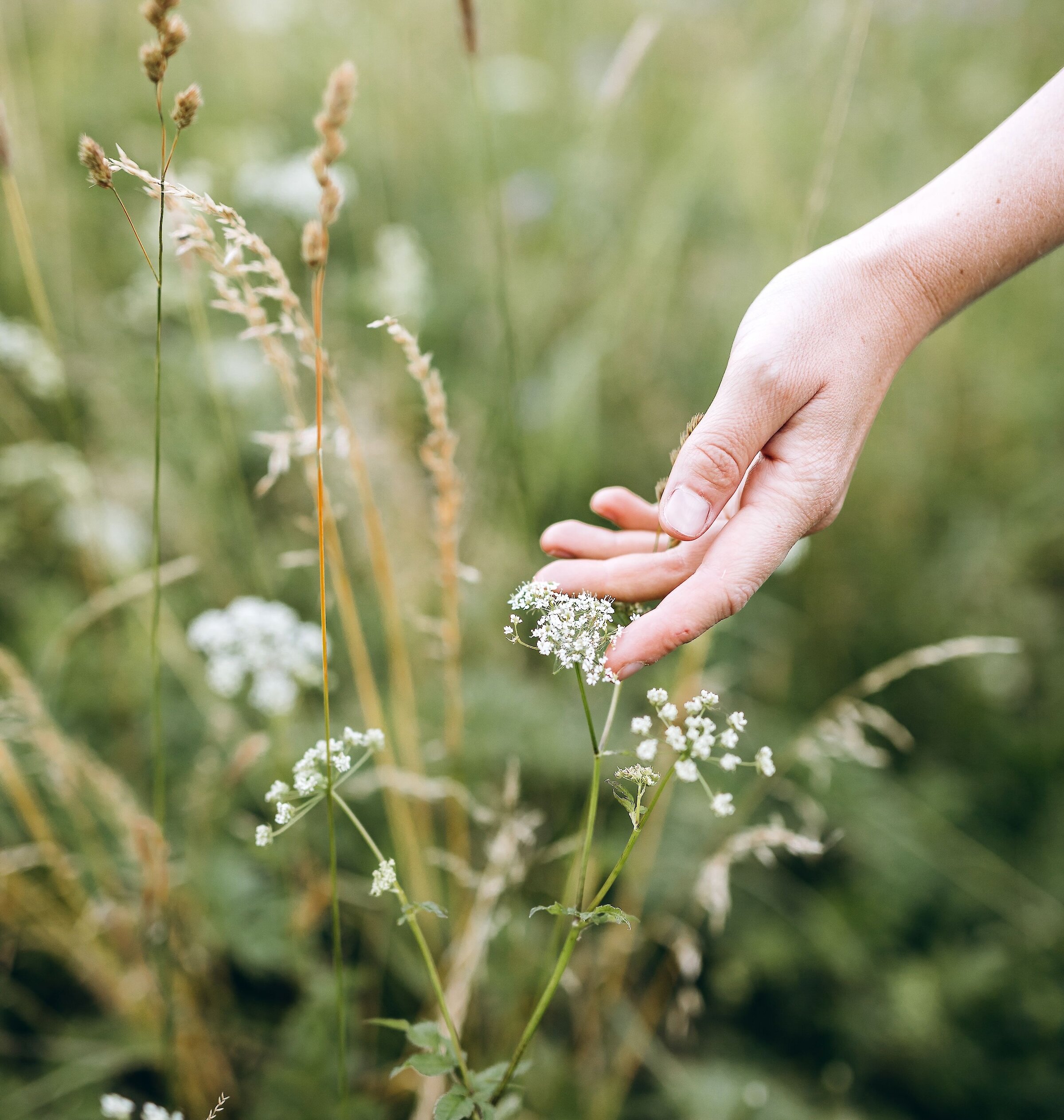 Hand gently touching white alpine wildflowers along a grassy mountain hiking trail