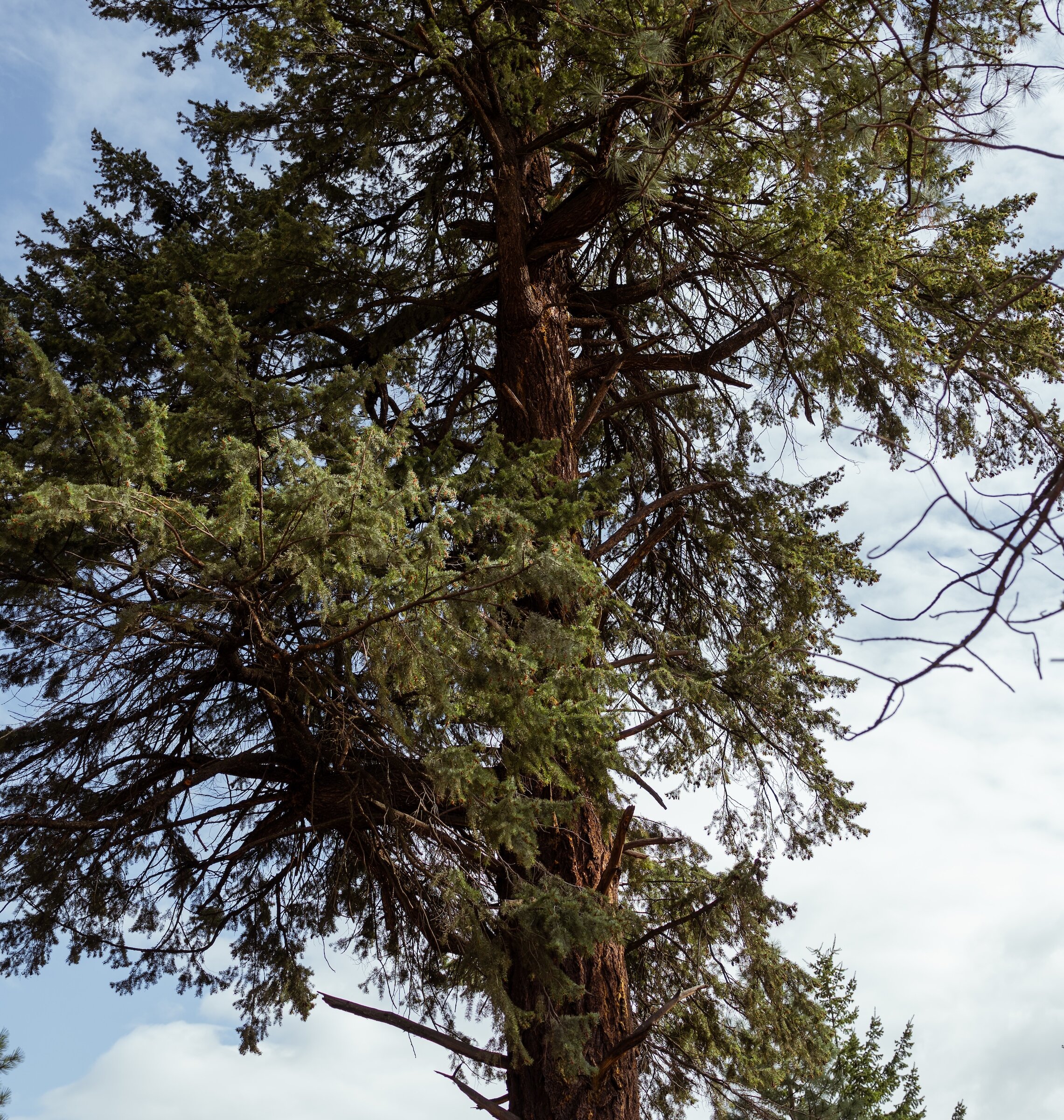 Looking up at a giant old-growth Douglas fir tree standing tall against a partly cloudy sky at the Okanagan Gondola