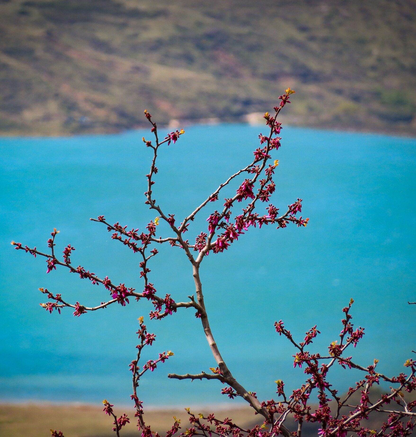Close-up of a tree branch with vibrant pink spring blossoms in front of the bright blue waters of Kalamalka Lake