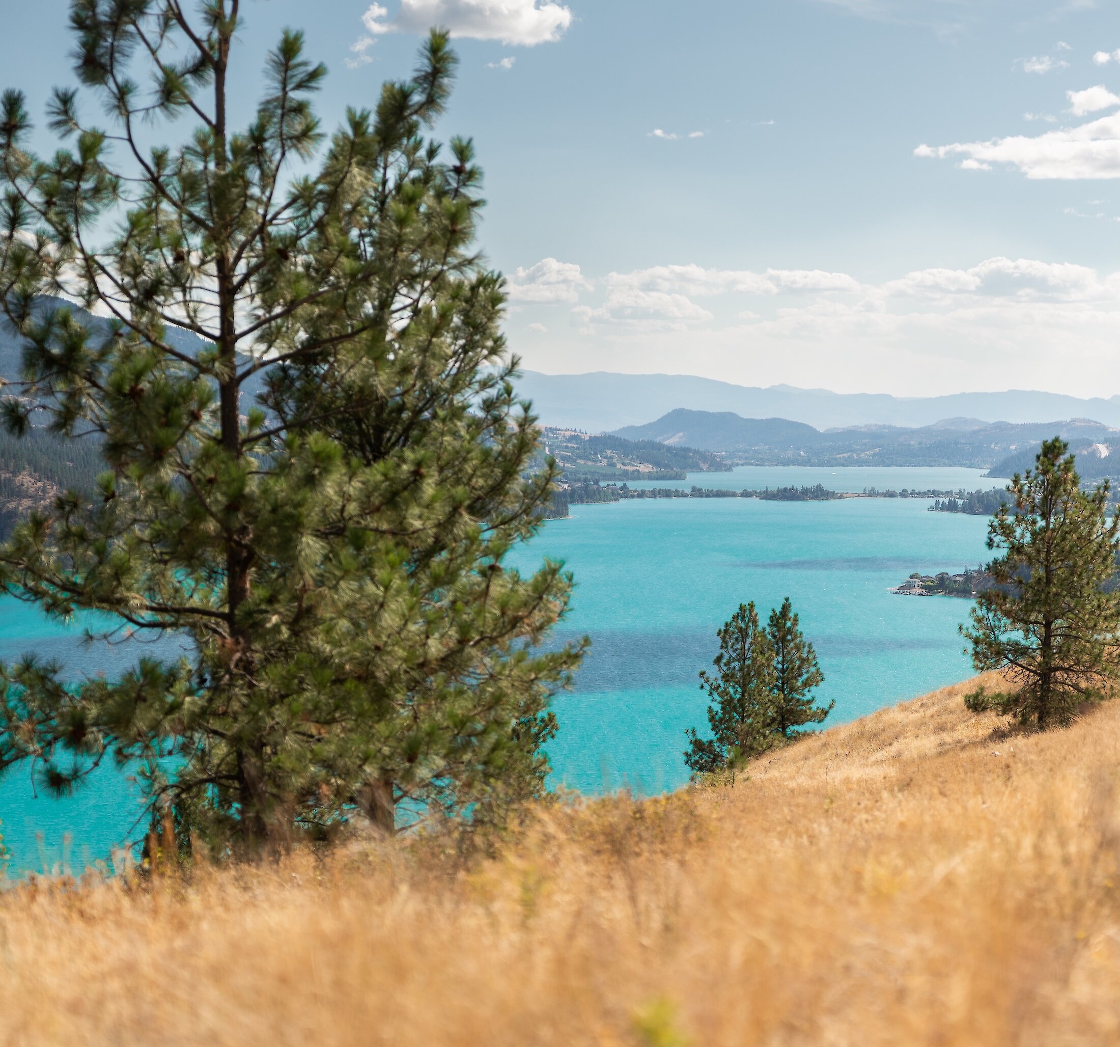 Golden grassy mountain slope with pine trees overlooking the turquoise waters of Kalamalka Lake at the Okanagan Gondola