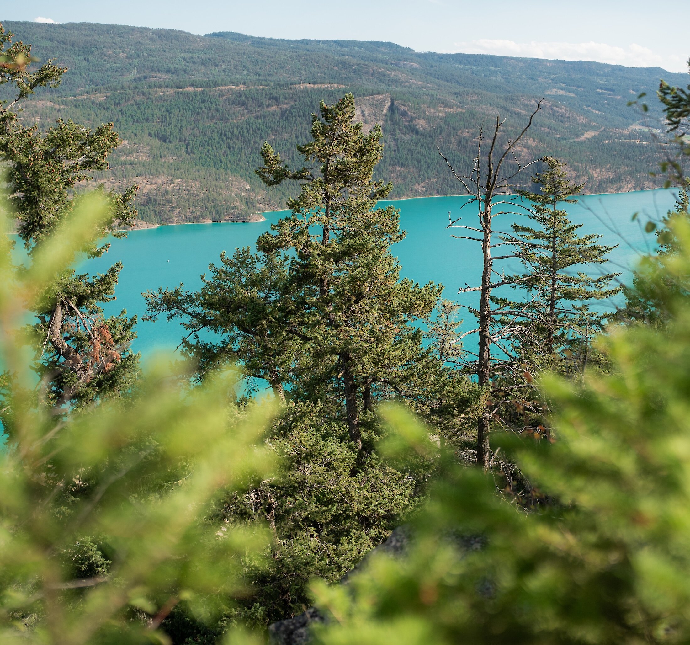View of the bright blue waters of Kalamalka Lake framed by lush evergreen foliage from a forest lookout at the Okanagan Gondola.