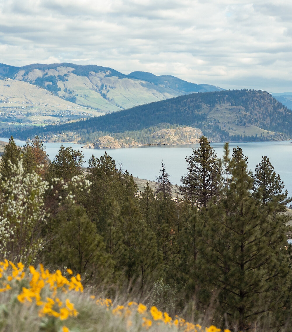 Spring view of Kalamalka Lake Provincial Park from Okanagan Gondola with arrowleaf balsamroot flowers blooming