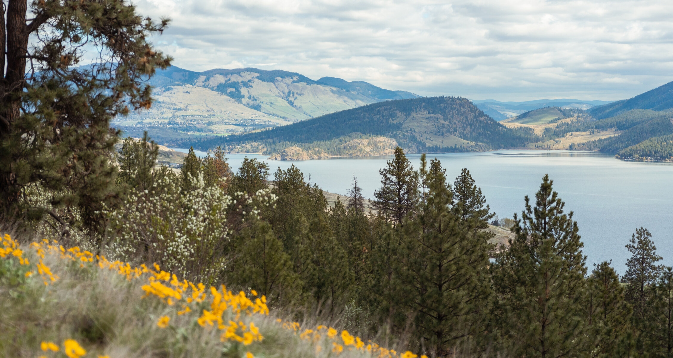 Spring view of Kalamalka Lake Provincial Park from Okanagan Gondola with arrowleaf balsamroot flowers blooming
