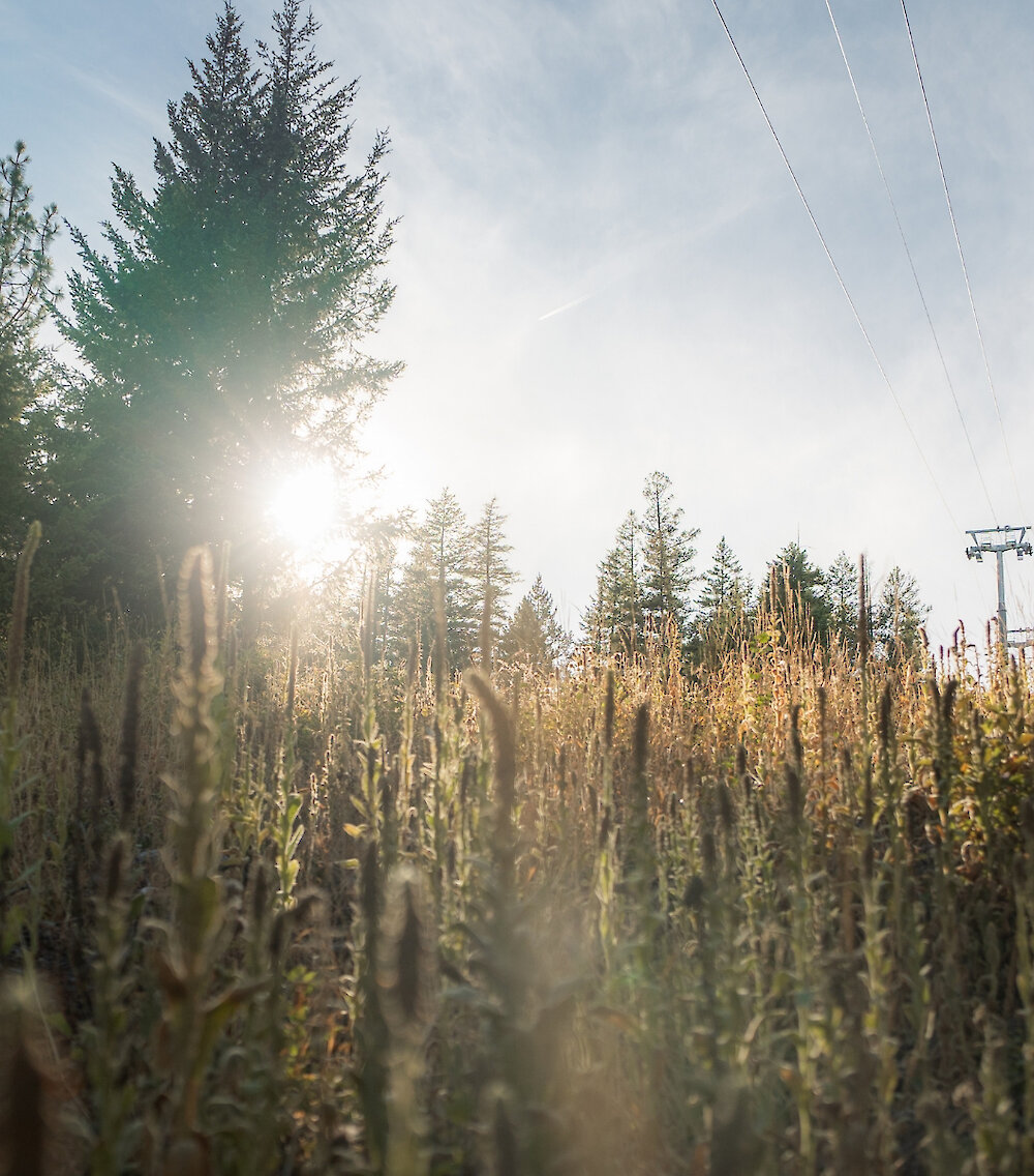 Golden hour sunlight filters through long grass under the gondola