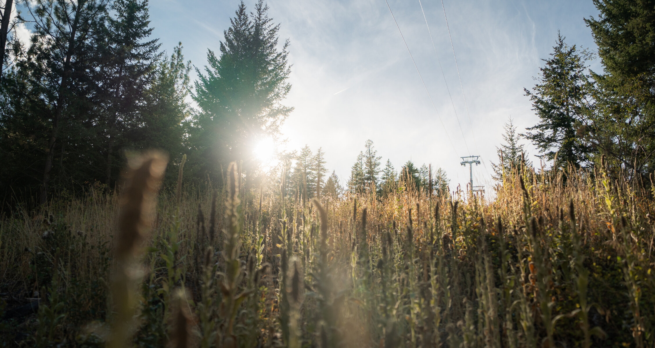 Golden hour sunlight filters through long grass under the gondola