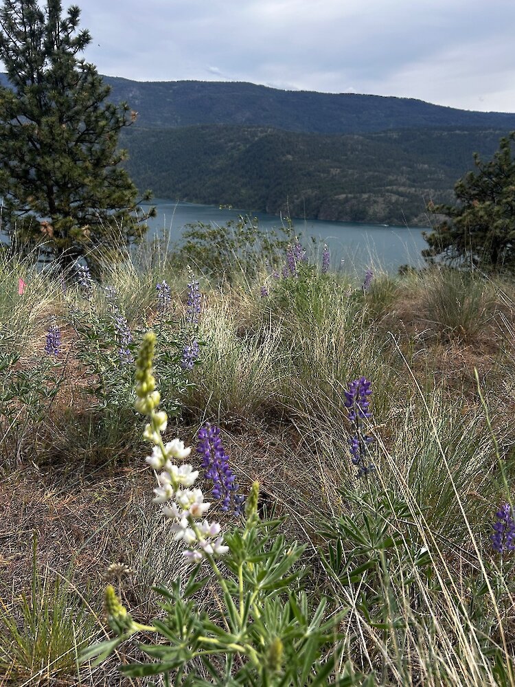 White and purple silky lupines blooming in the foreground along a mountain ridge overlooking Kalamalka Lake at the Okanagan Gondola
