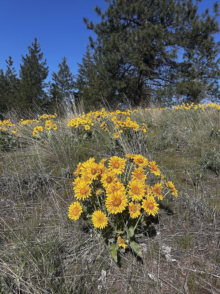 Bright yellow arrowleaf balsamroot wildflowers blooming on a sunny hillside beneath pine trees at the Okanagan Gondola