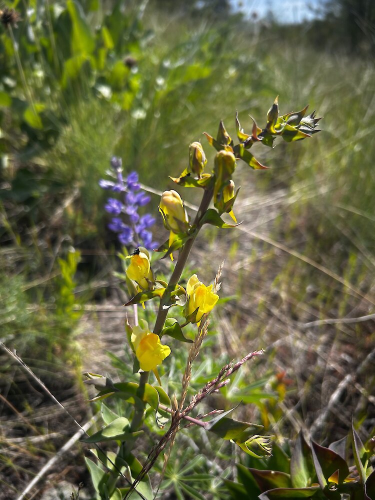 Close-up of yellow Balkan toadflax flowers blooming on a stem with purple lupines blurred in the background at the Okanagan Gondola