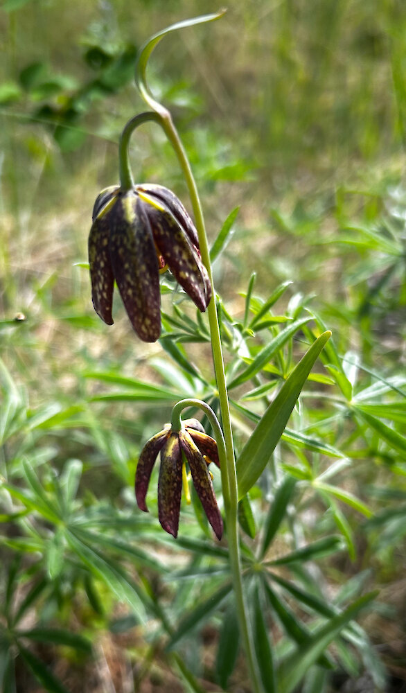 Close-up of nodding dark purple chocolate lily blooms along a grassy nature trail at the Okanagan Gondola
