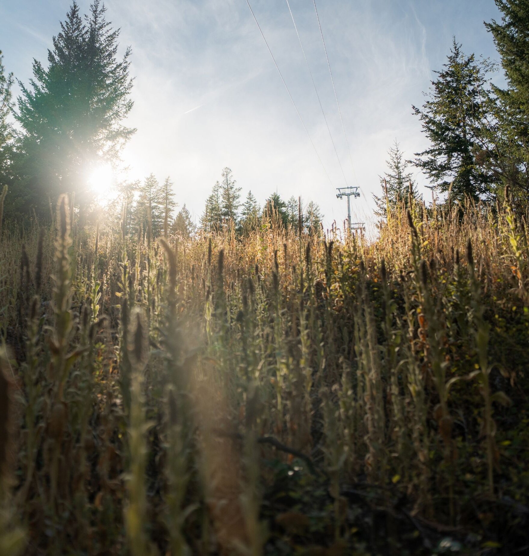 Golden hour sunlight peeks through pine trees and long grass under Okanagan Gondola towers