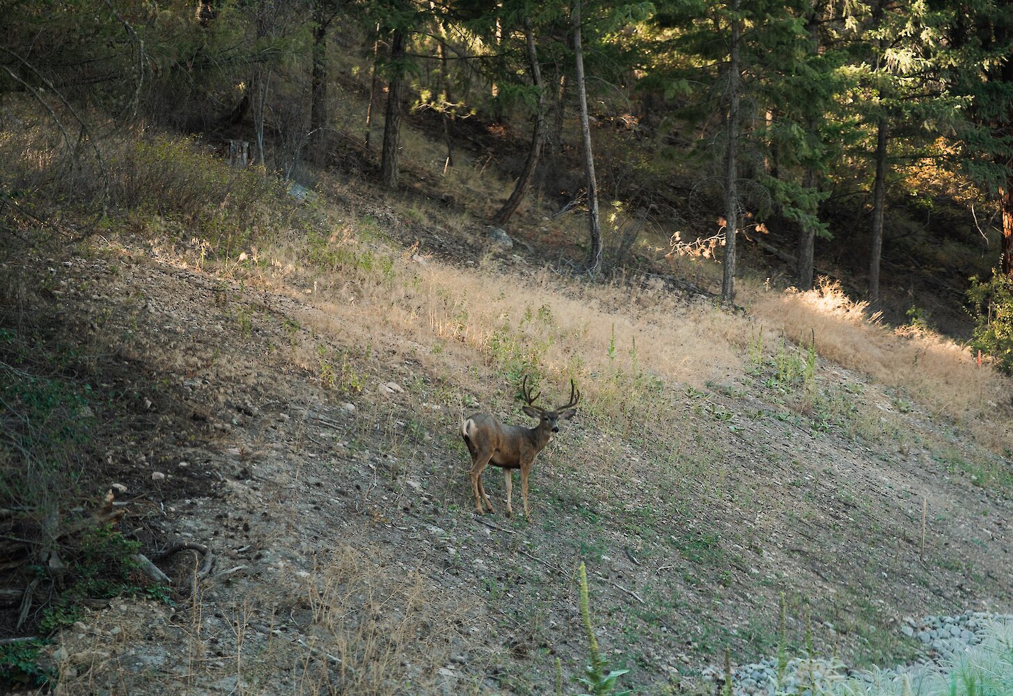 Mule deer buck with antlers standing on a dry grassy hillside near pine trees along the Okanagan Gondola nature trails