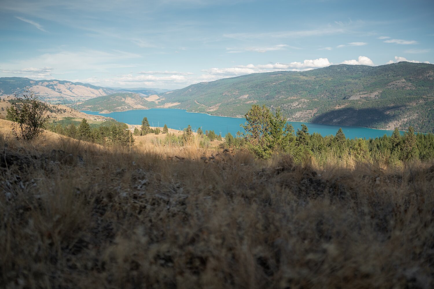 View of the turquoise waters of Kalamalka Lake across a dry grassy hillside under a clear blue sky at the Okanagan Gondola