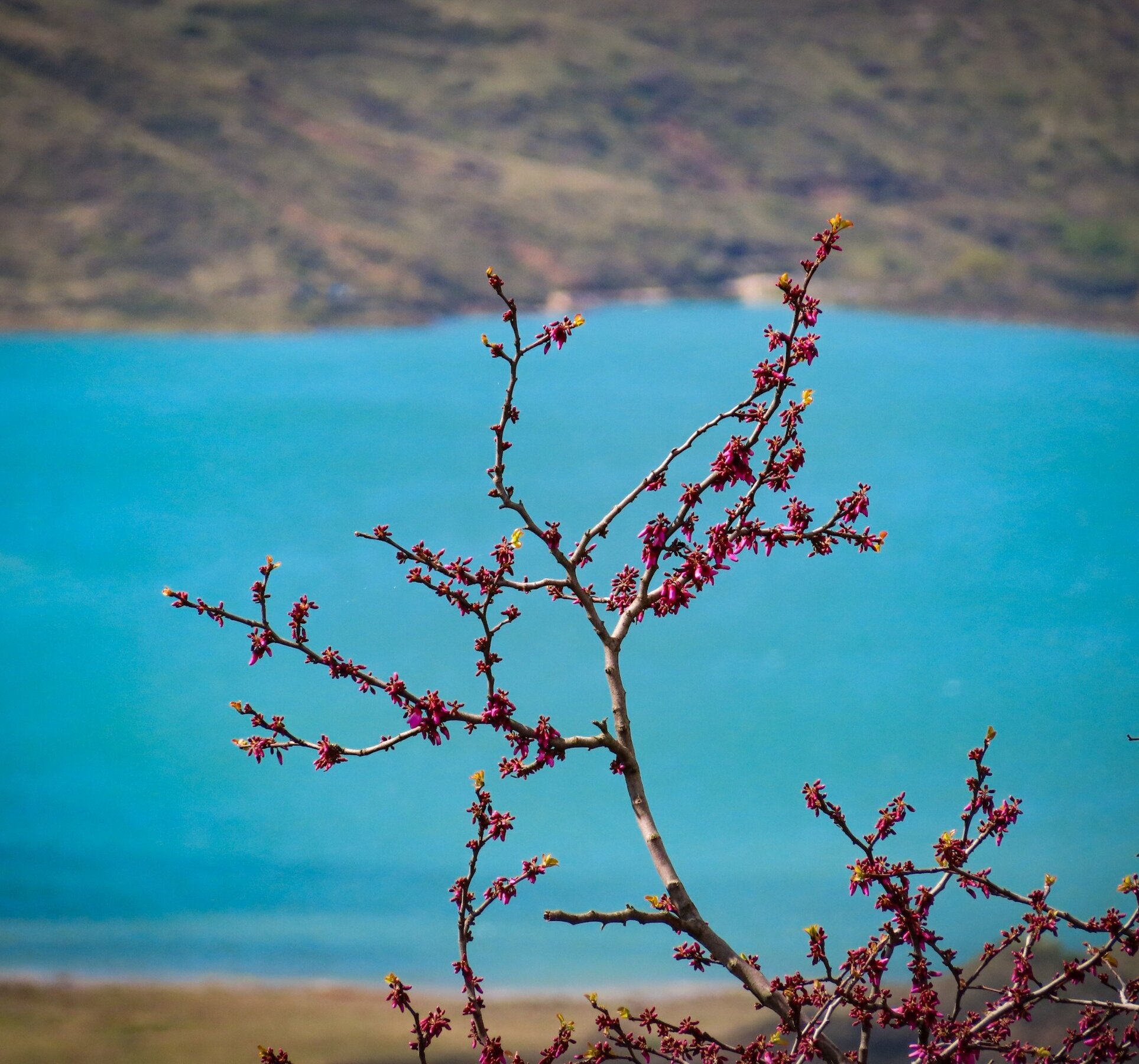 Close-up of a tree branch with vibrant pink spring blossoms in front of the bright blue waters of Kalamalka Lake