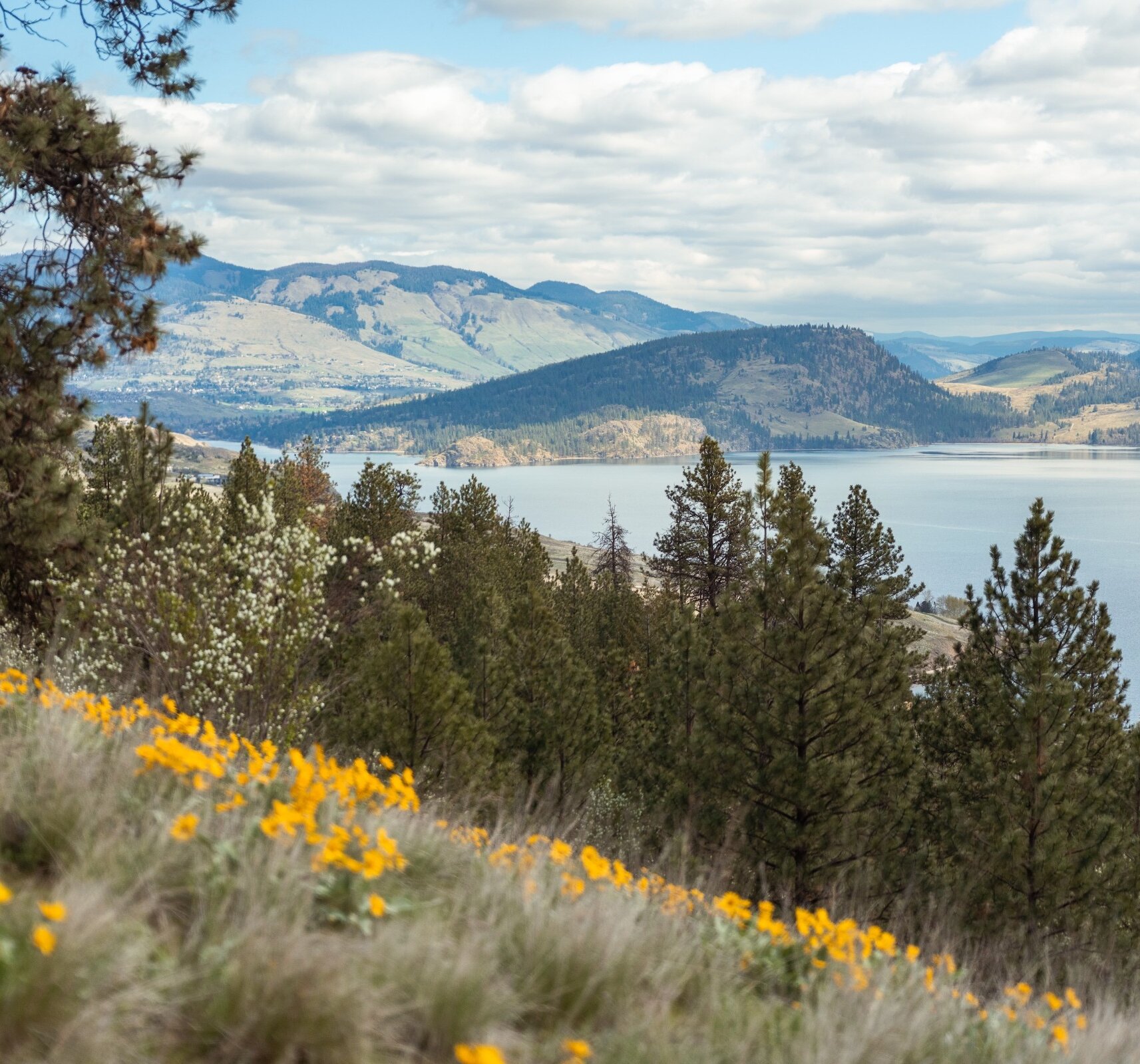 Mid-mountain scenic view of Kalamalka Lake framed by yellow wildflowers, pine trees, and rolling hills at the Okanagan Gondola