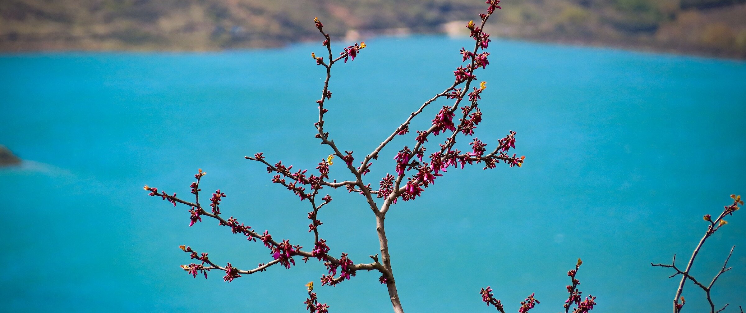 Close-up of a tree branch with vibrant pink spring blossoms in front of the bright blue waters of Kalamalka Lake